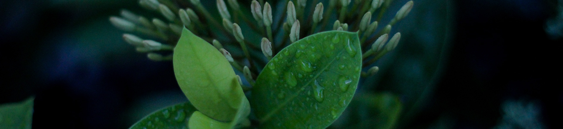 Job Offers a leaf 